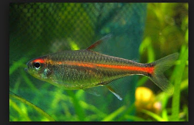 Ikan Hias Aquarium Mini Ikan Hias Aquarium Mini
