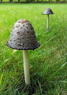 Shaggy ink cap fungi Shaggy ink cap fungi