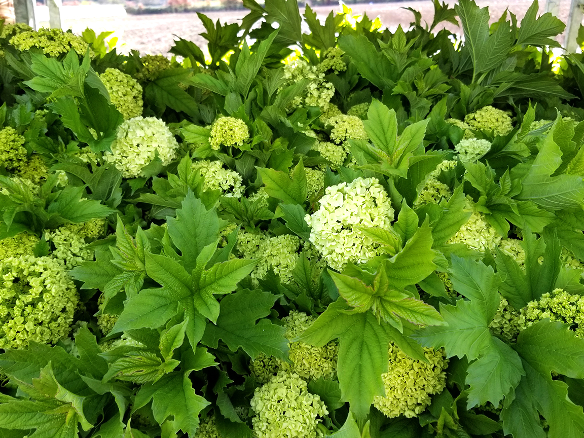 Viburnum The Love Of A Shrub In The Winter The Daily Hoe