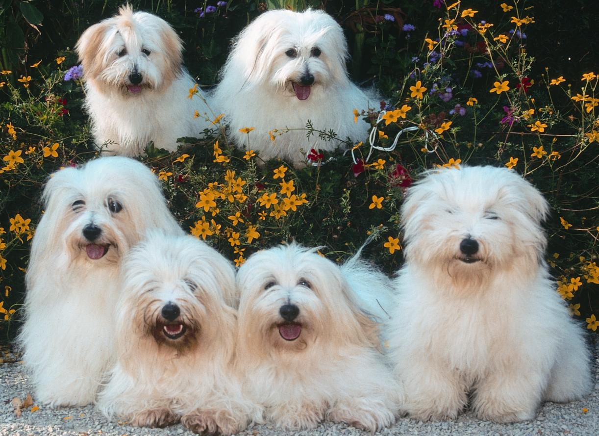 Cães & Cães Coton de Tulear 02