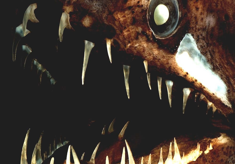 Scaly Dragonfish Dragon Fish Facts