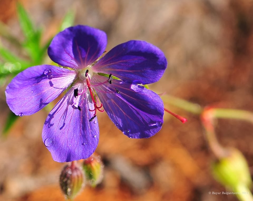 Photos Зураг Zurag: Зуны цэцэгс /Монгол/ Mongolian flowers of summer