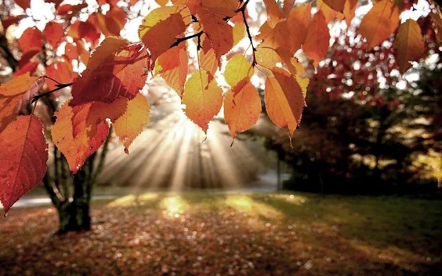 Herfst in het park met opkomende zon die door de bomen schijnt