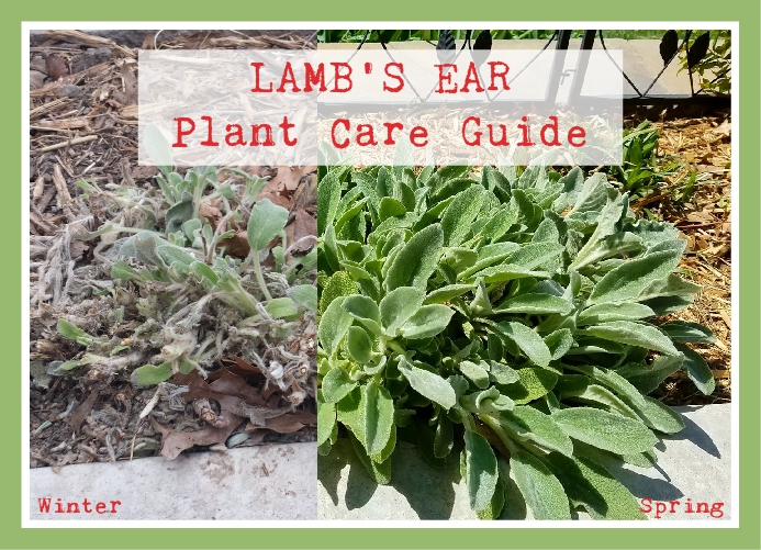 Garden of Princess Penny Lamb's Ear Winter Maintenance