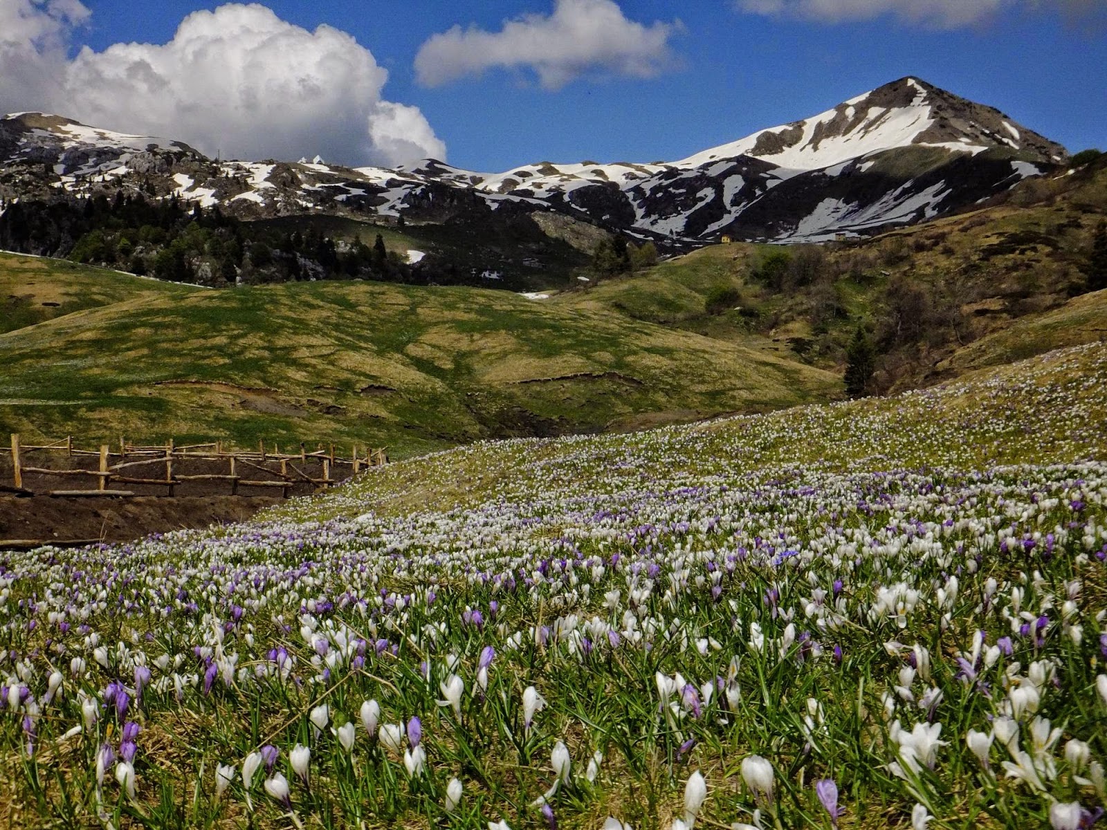 Malati di Montagna Flora alpina adattamento delle piante all’altitudine