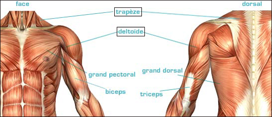 Trapèzes et Deltoïdes Trapèzes et Deltoïdes