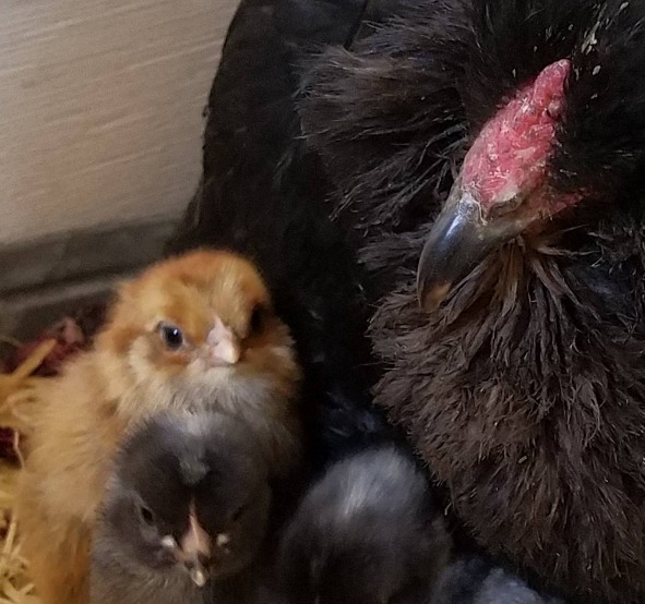 Five Ways to Encourage a Hen to go Broody Fresh Eggs Daily® with Lisa Steele