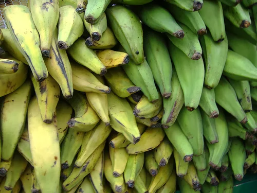 Plantains are one staple food of Africa