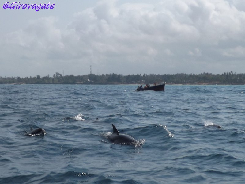 delfini Zanzibar Kizimkazi