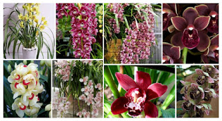 Orxidea Cymbidium Cymbidium Orchid