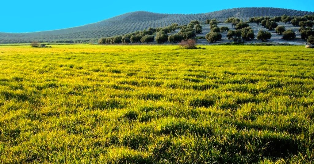 Regiones naturales Estepa y pradera Regiones naturales Estepa y pradera