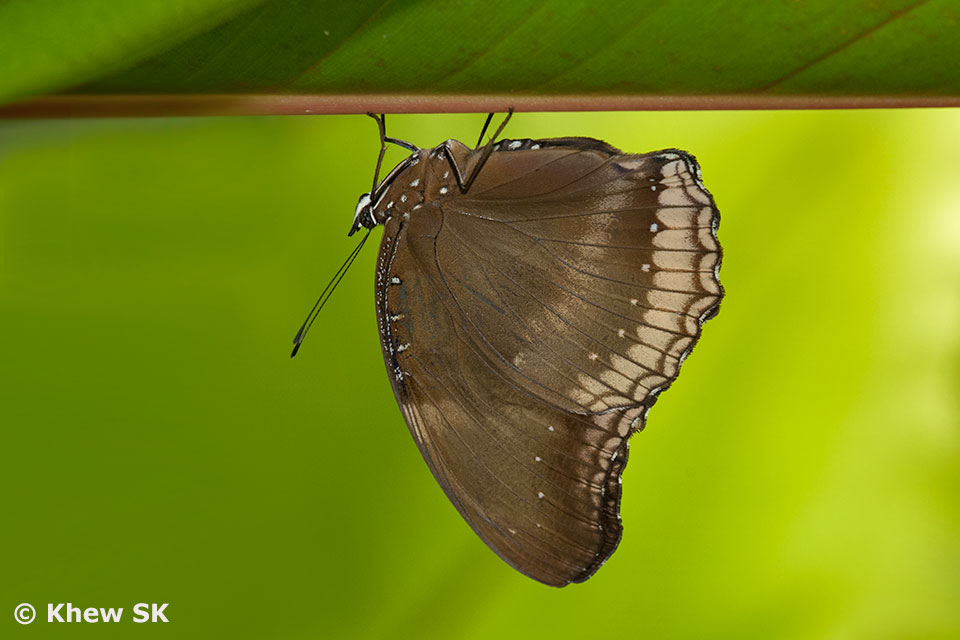 Butterflies of Singapore Upside Down Butterflies