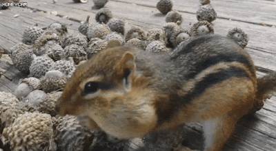 도토리 조 아.gif | 인스티즈