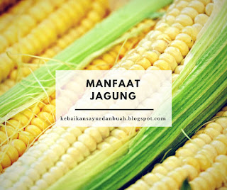 Jagung yang telah dipanen Jagung yang telah dipanen