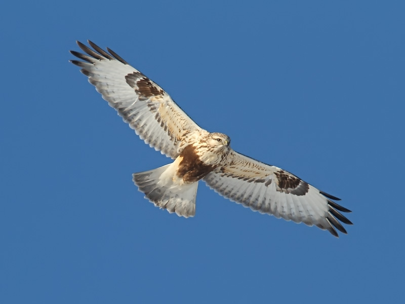 Ecobirder: Rough-legged Hawk