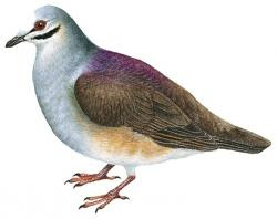 Tuxtla quail dove