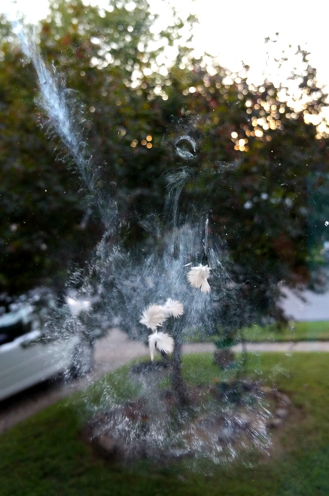 Carma Poodale WW Bird on the Glass