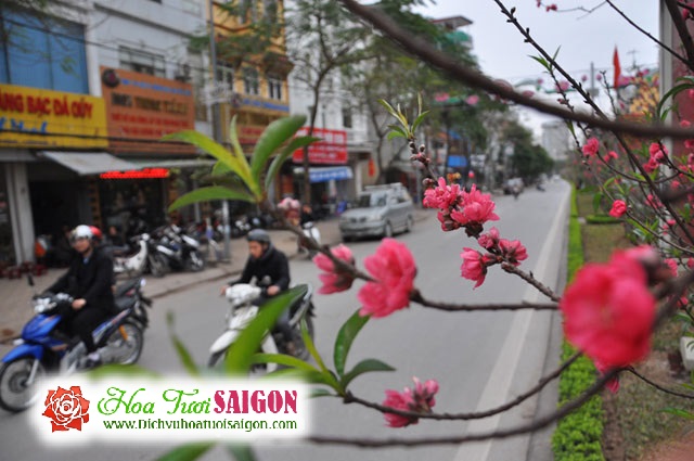 [Image: Ngam-con-duong-hoa-dao-ruc-sac-giua-long-Ha-Noi-7.jpg]