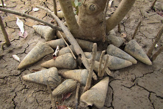 Telescopium and Terebralia sulcata