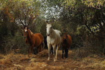 Shingletown WIld Horse Sanctuary