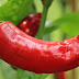How To Grow Chillies From Seed During Summer