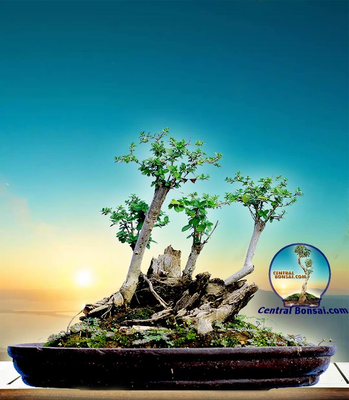 KEUNGGULAN BONSAI WACANG YANG BERKARAKTER POHON TUA