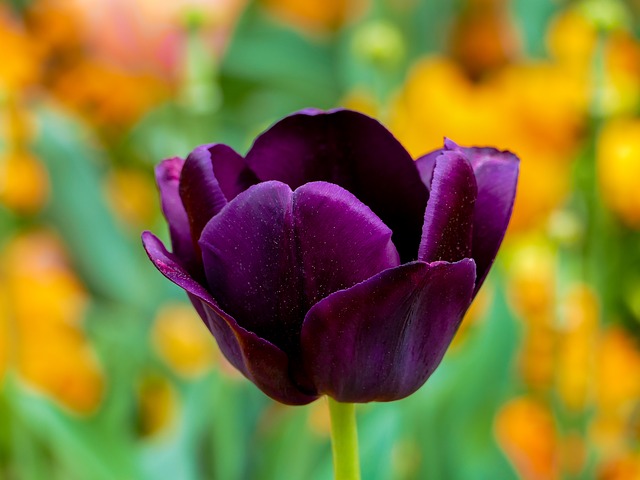 hoa tulip hồng, tím đẹp nhất 8