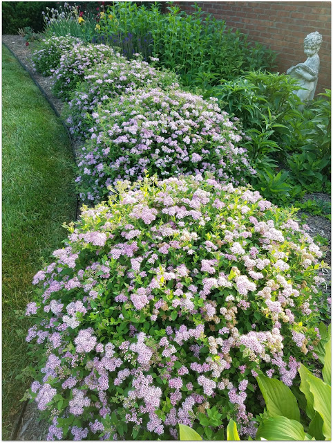 Frugal Tractor Mom Look What S Blooming Spiraea Cantoniensis