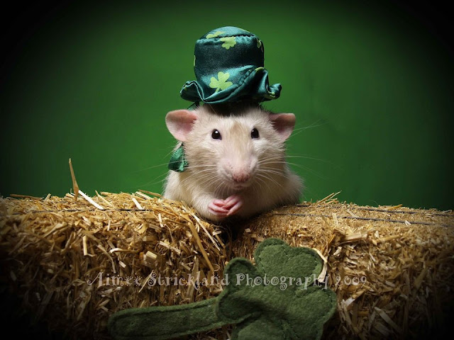 Happy St Patrick's Day cards Happy St Patrick's Day Cards