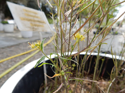 Sisymbrium irio alt="Sisymbrium irio"