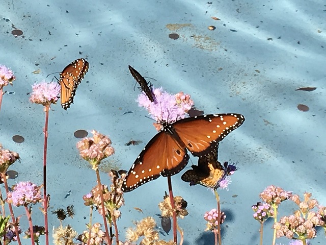Spring comes twice a year in Central Texas! These queen butterflies are enjoying the greg's mist flowers blooming in October. Spring comes twice a year in Central Texas! These queen butterflies are enjoying the greg's mist flowers blooming in October.