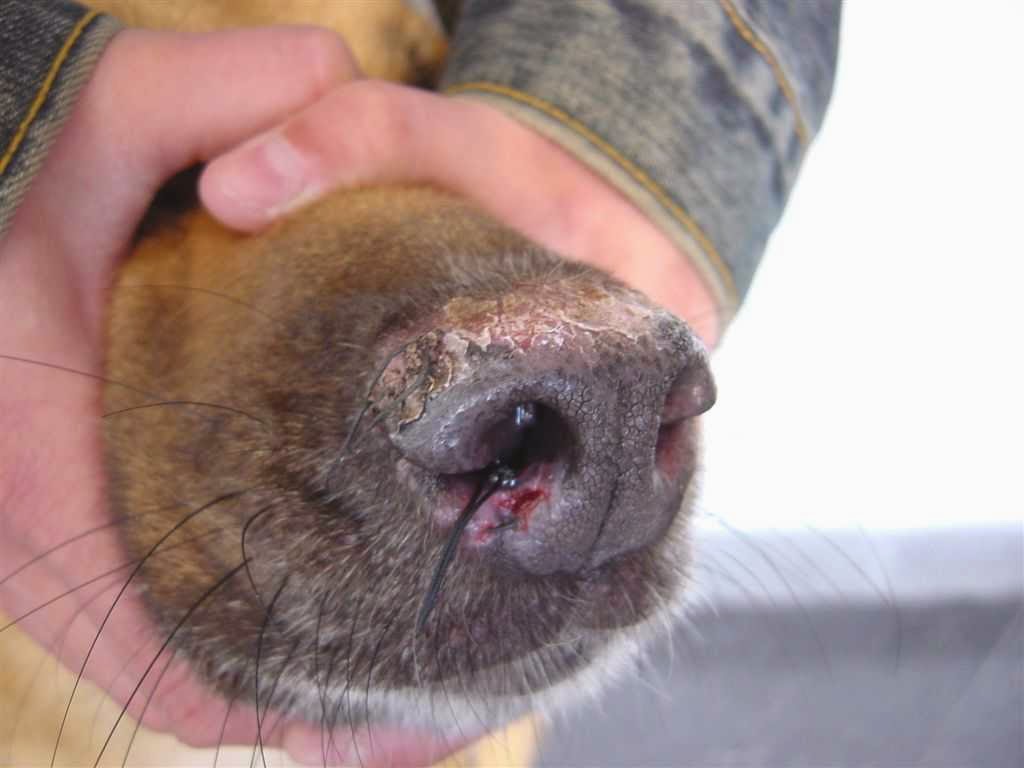 Canil Avalon Land LUPUS ERITEMATOSO