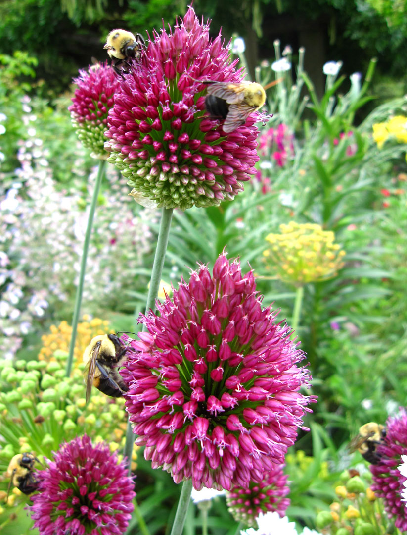Beauty Of Flowers Allium Drumstick