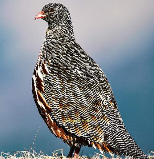 Birds of India | Bird World: Snow partridge