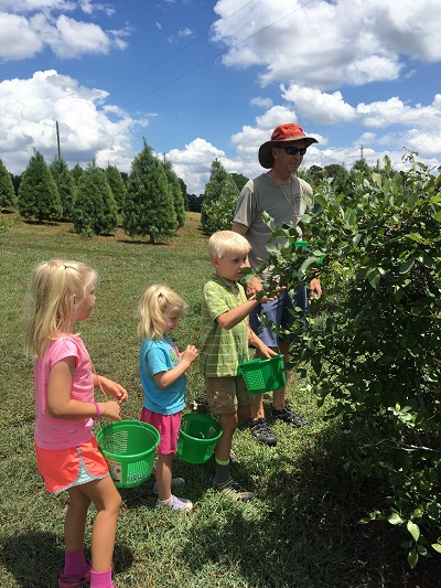 blazeclt lets go blueberry picking helms christmas tree farm
