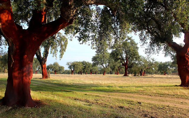 Parque-Nacional-Monfragüe Alcornoques en el parque nacional de Monfragüe en Cáceres