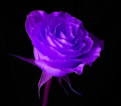 rose desktop wallpapers purple background roses dark backgrounds cool