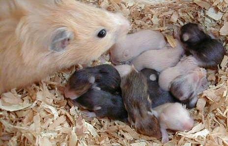 Hasil gambar untuk merawat hamster