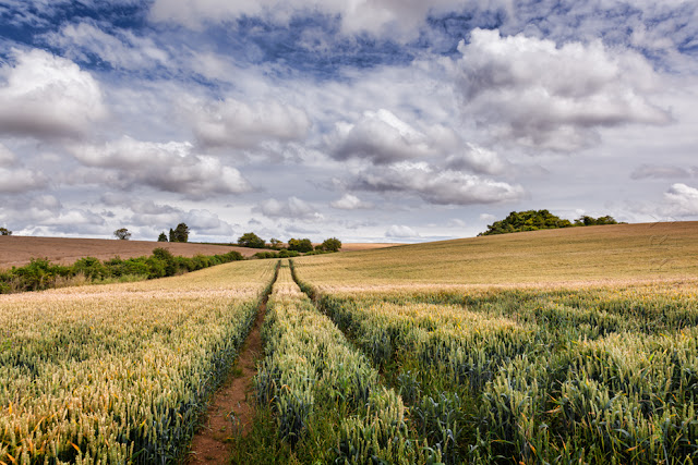 Yellow Cotswold wheat field under some beautiful clouds by Martyn Ferry Photography