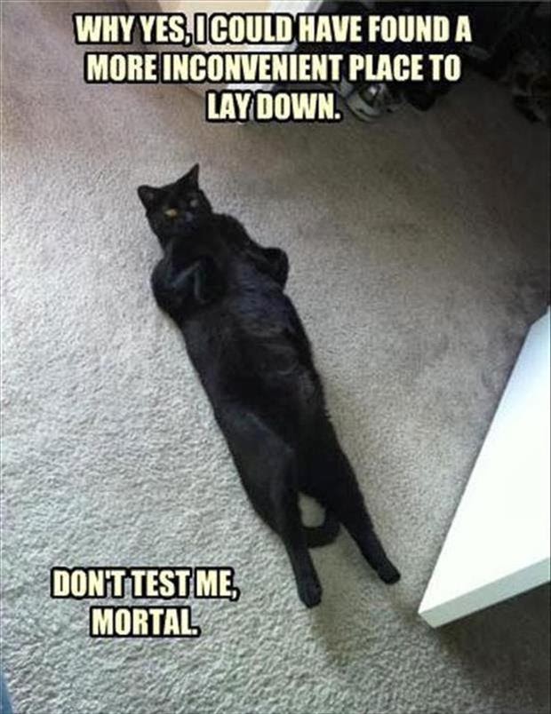 30 Funny animal captions - part 21 (30 pics), captioned animal pictures, jerk cat