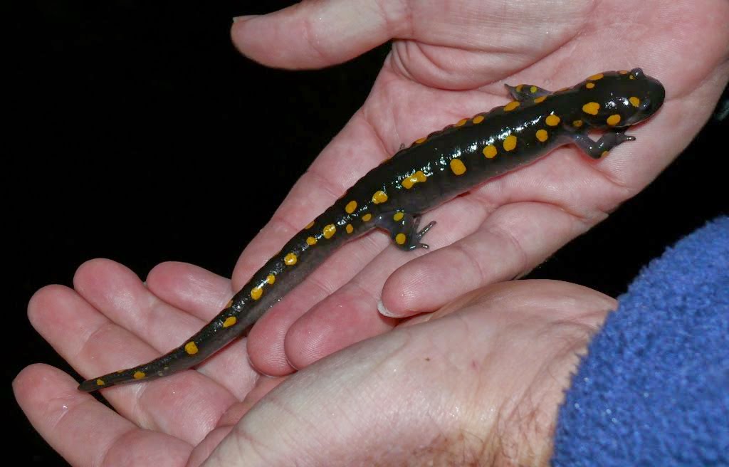 80+ Gambar Salamander Cacing Paling Hist