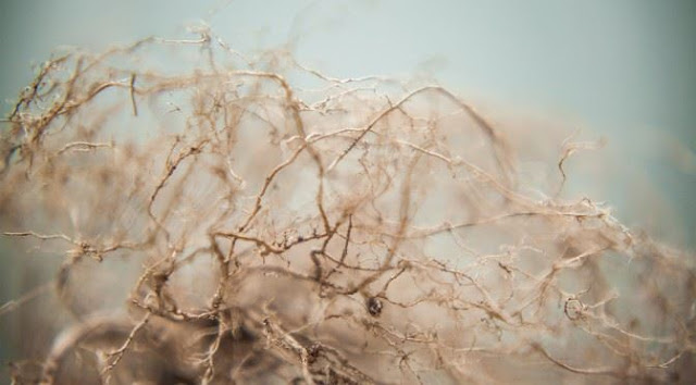 The Powerful Benefits of Hemp Roots: The Hidden Part of Cannabis Hemp%2BRoots