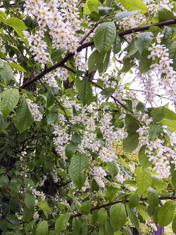 hägg, bird-cherry hägg, bird-cherry