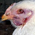 Τι είναι η γρίπη των Πτηνών. Ποιοι κινδυνεύουν και τι πρέπει να γνωρίζουμε. 