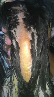 AYAM BANGKOK DUGAL AIR