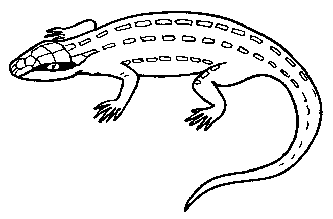 animal lizard coloring sheet for print