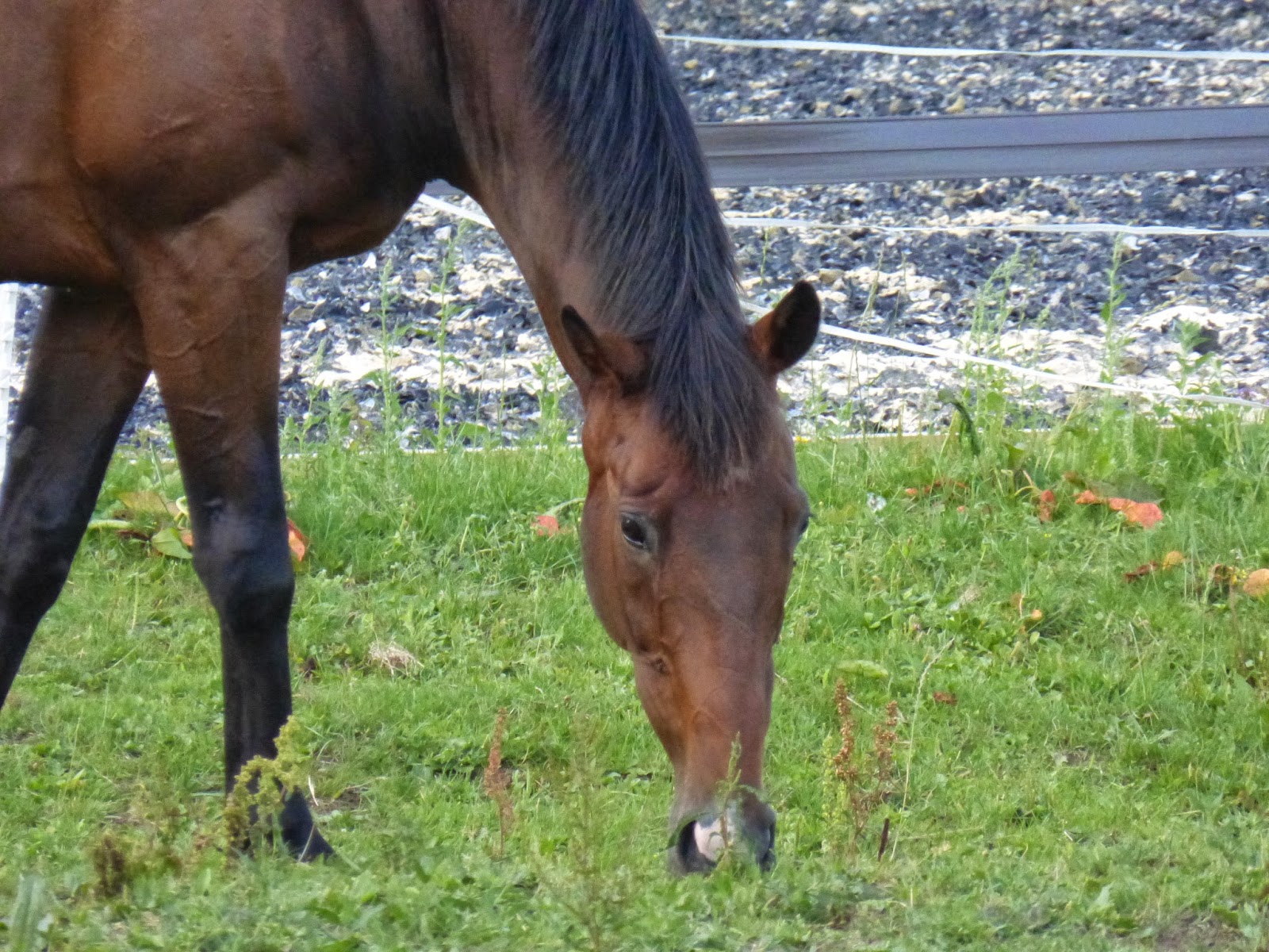Horse Life and Love Horse Anatomy Digestive System!