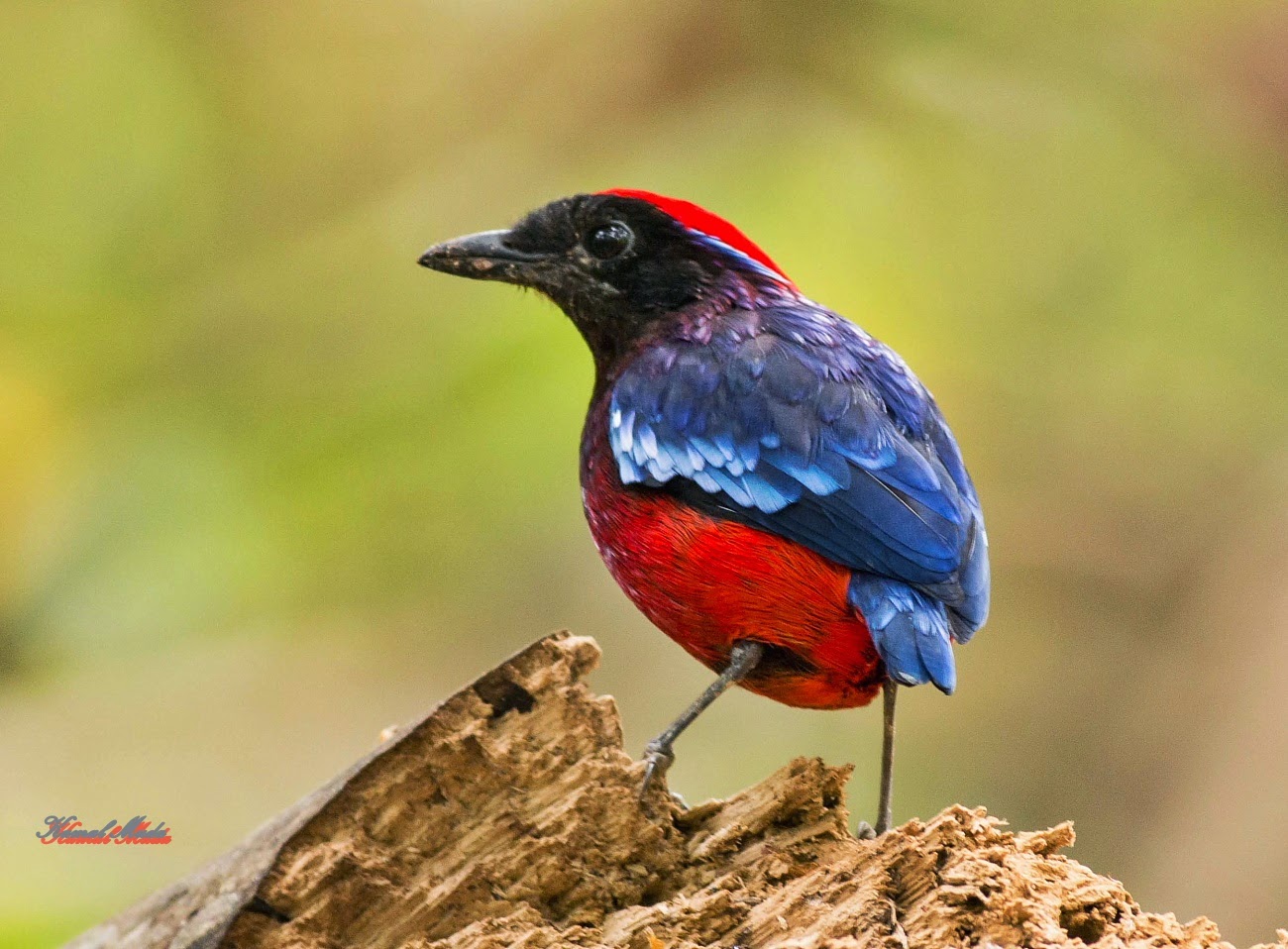 Garnet pitta (Erythropitta granatina) 