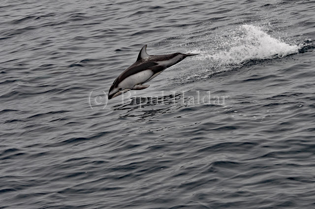 A Bottle nose Dolphin Breaching on Air A Bottle nose Dolphin Breaching on Air