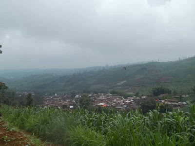 dusun kenjuran dari atas ladang gandum